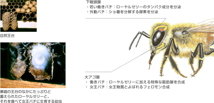 ローヤルゼリーができるまで